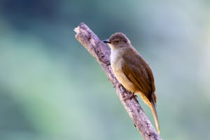 Spectacled Bulbul© Keri and Glenn Ciegler