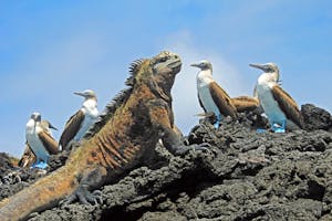 Marine Iguana and Blue-footed Boobies © Cheesemans’ Ecology Safaris