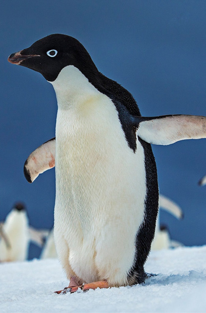 Adélie Penguin© Scott Davis