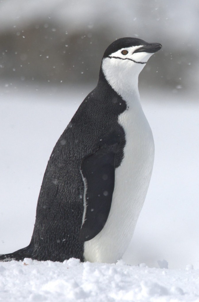 Chinstrap Penguin © Max Salfinger