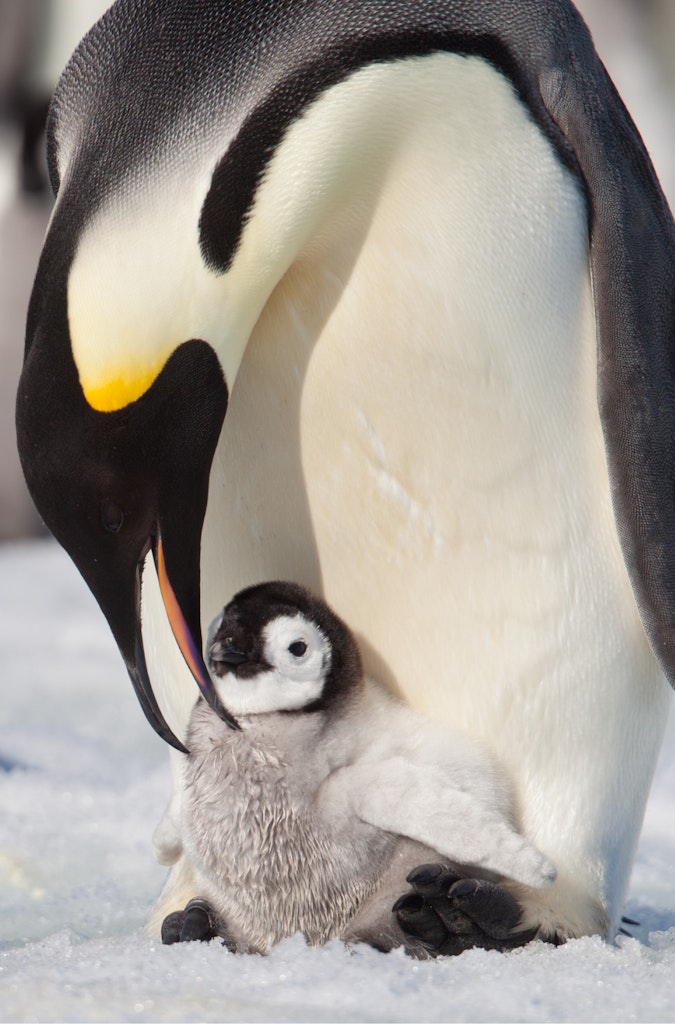 Emperor Penguin © Cheesemans' Ecology Safaris