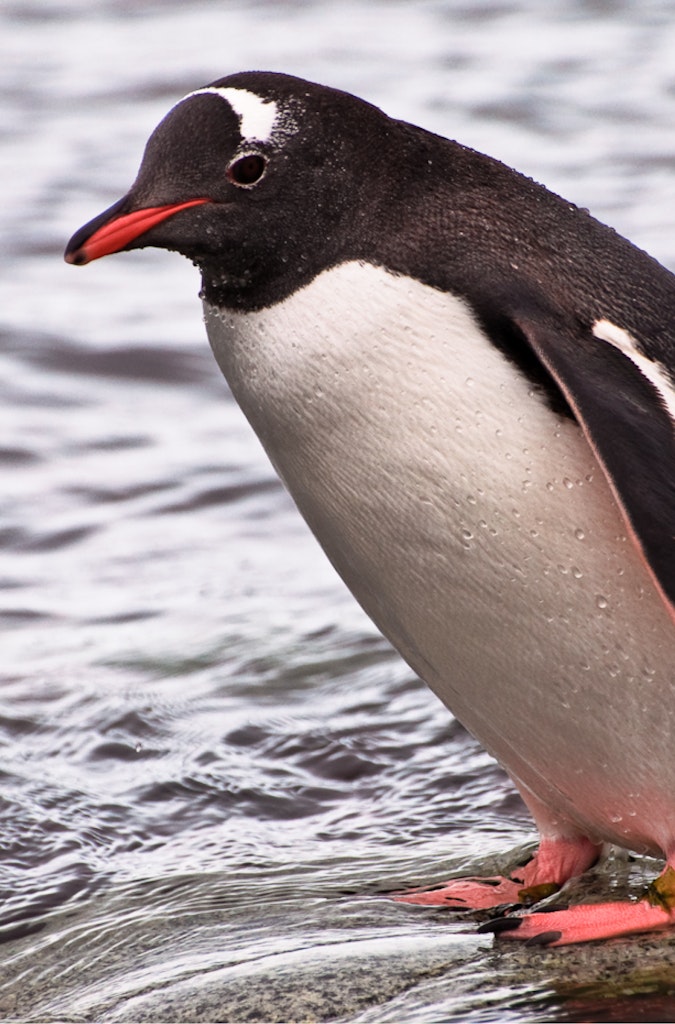 Gentoo Penguin © Eliot Nierman