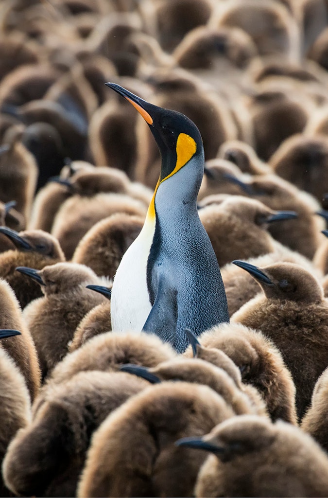 King Penguins © Scott Davis