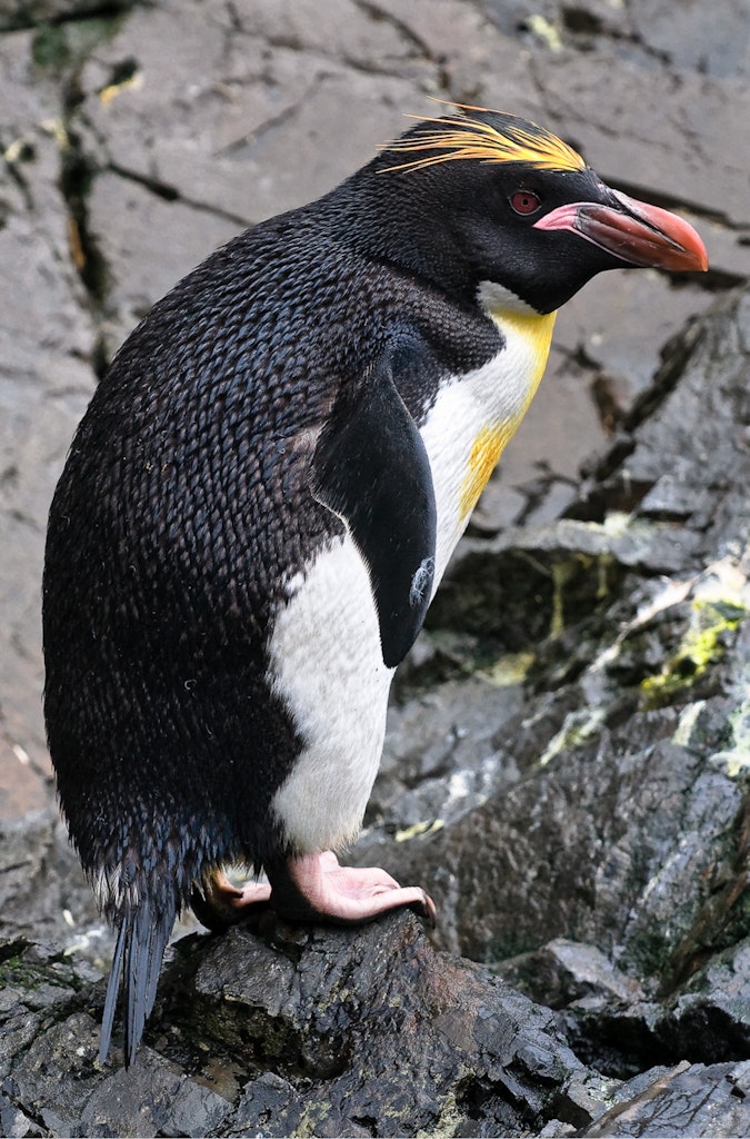 Macaroni Penguin © Eliot Nierman