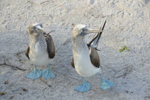 Blue-Footed Booby ©Chris Desborough
