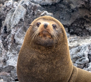 Galapagos Fur Seal © Eddy Thys