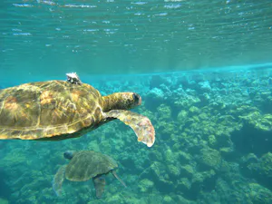 Green Sea Turtle © Cheesemans' Ecology Safaris