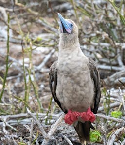 Red-footed Booby © Eddy Thys