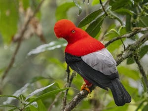 Andean Cock-of-the-Rock © Ken & Mary Campbell