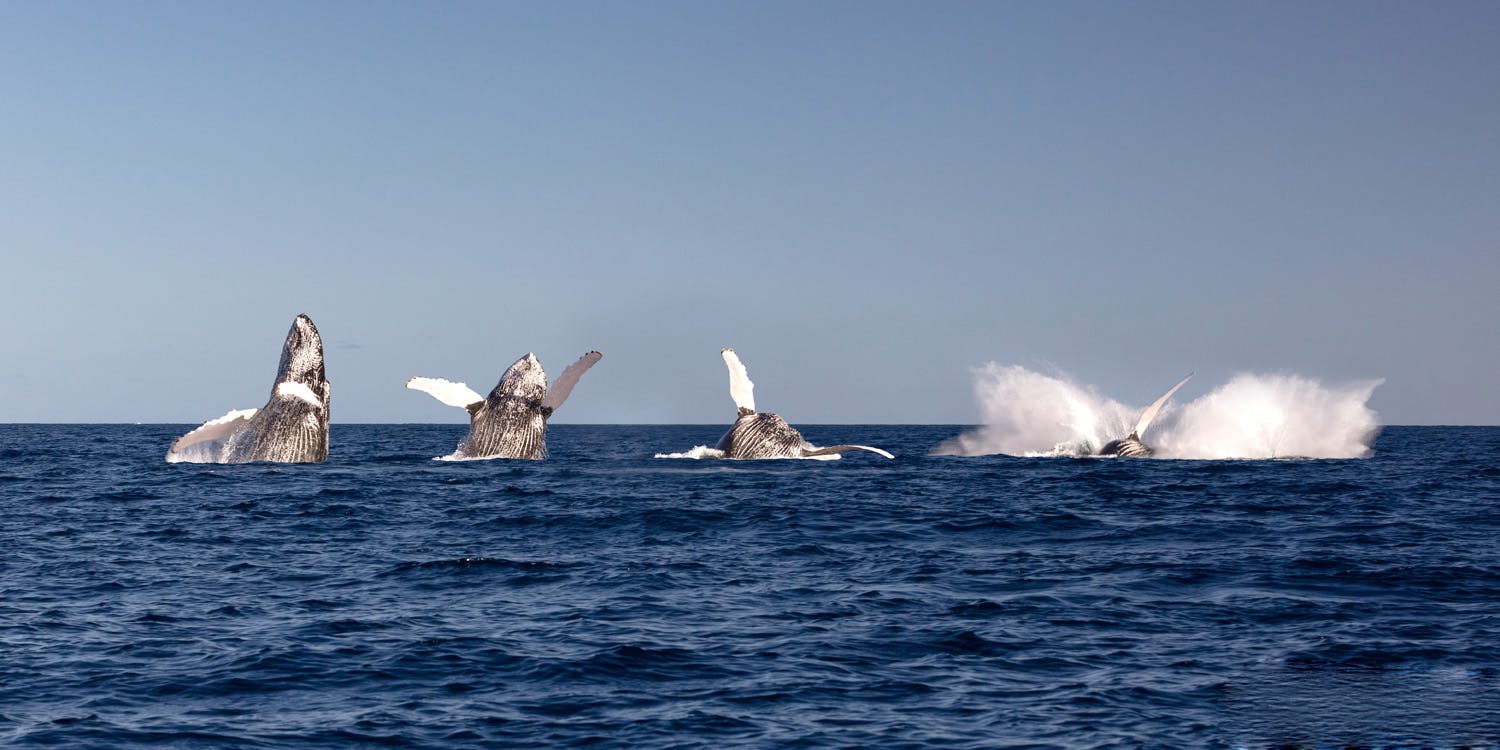 Snorkeling Among Humpback Whales in the Silver Bank Breach Composite ©Luke Tingley