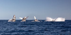 Snorkeling Among Humpback Whales in the Silver Bank Breach Composite ©Luke Tingley