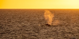 Humpback Whales© Luke Tingley