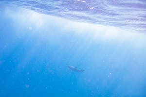 Dolphin© Luke Tingley