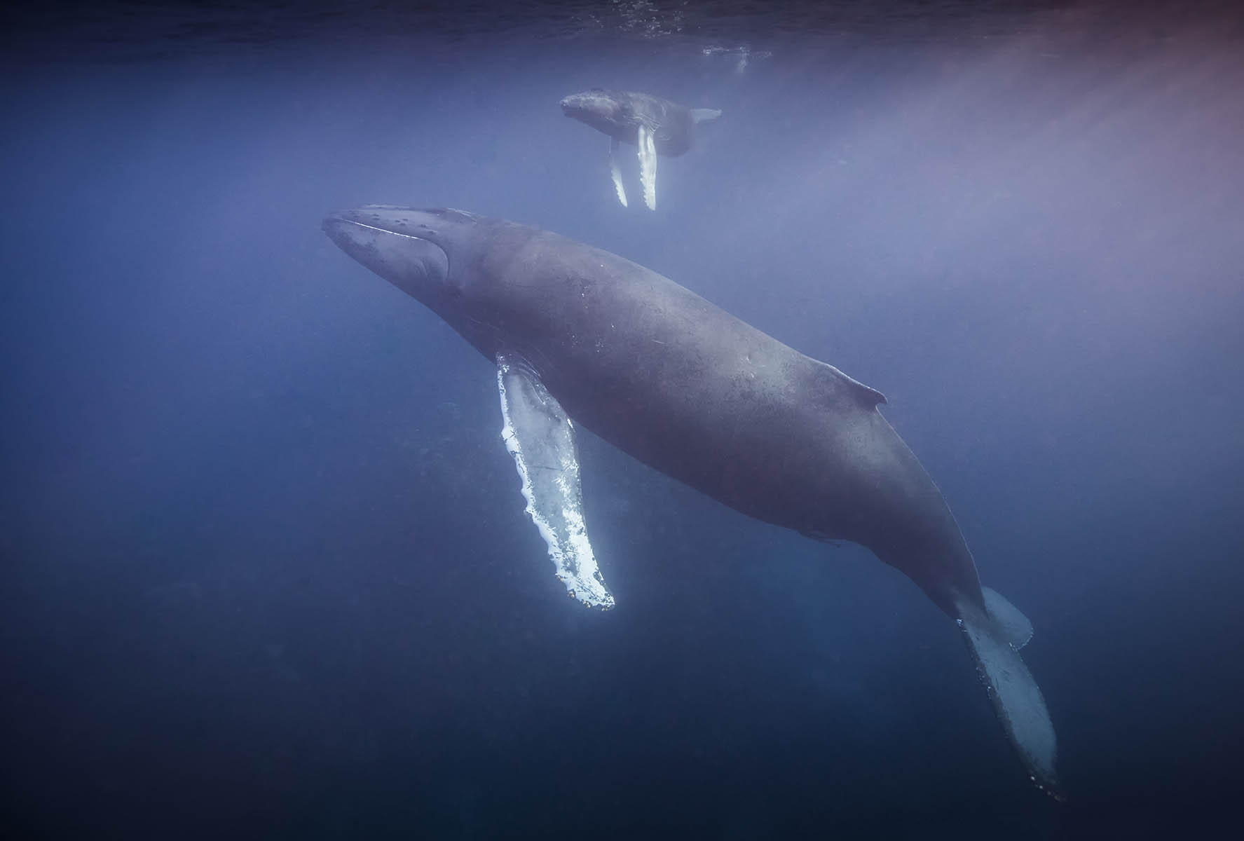 Humpback Whale © Scott Davis