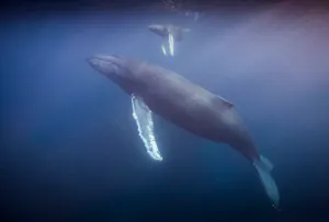 Humpback Whale © Scott Davis