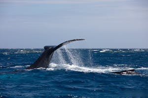 Humpback Whale© Luke Tingley