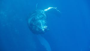 Humpback Whale© Mark Rentz