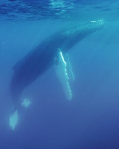 Humpback Whale© Mark Rentz