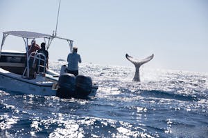 Humpback Whale© Luke Tingley