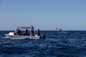Humpback Whale© Luke Tingley