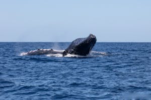 Humpback Whale© Luke Tingley
