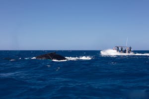 Humpback Whales© Luke Tingley