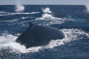 Humpback Whales© Luke Tingley