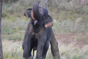 Asian Elephant © Amit Sankhala