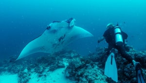 Manta Ray © Kevin Reedy