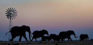 African Elephants© Imvelo Safari Lodges