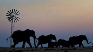 African Elephants© Imvelo Safari Lodges
