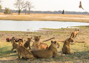 Lions © Imvelo Safari Lodges