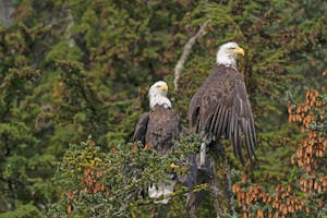 Bald Eagles
