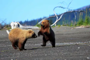 Brown Bears© Suzy Huysmans