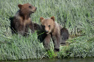 Brown Bears© Suzy Huysmans