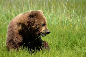 Brown Bear© Suzy Huysmans