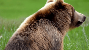 Alaskan Brown Bear© Suzy Huysmans