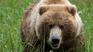 Alaskan Brown Bear© Suzy Huysmans
