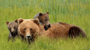 Alaskan Brown Bears© Suzy Huysmans