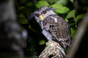 Barred Eagle Owl© Keri and Glenn Ciegler