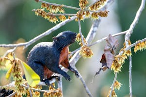 Black Prevosts Squirrel© Keri and Glenn Ciegler