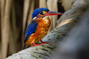 Blue-eared Kingfisher© Keri and Glenn Ciegler