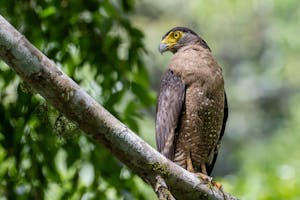 Crested Serpent Eagle© Keri and Glenn Ciegler