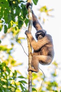 Eastern Gray Gibbon© Keri and Glenn Ciegler