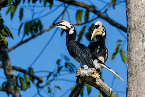 Oriental Pied Hornbill© Keri and Glenn Ciegler
