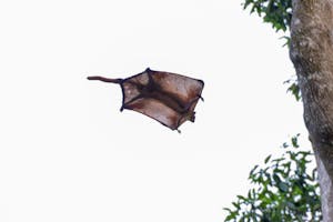 Giant Flying Squirrel© Keri and Glenn Ciegler