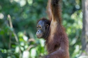 Orangutan© Keri and Glenn Ciegler