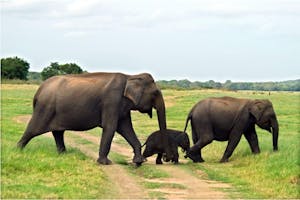 Elephants © Amit Sankhala
