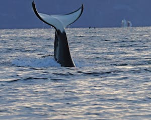 Orca© Stephen Gorfien