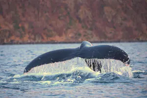 Humpback Whale© Stephen Gorfien